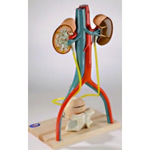 Urinary System Model